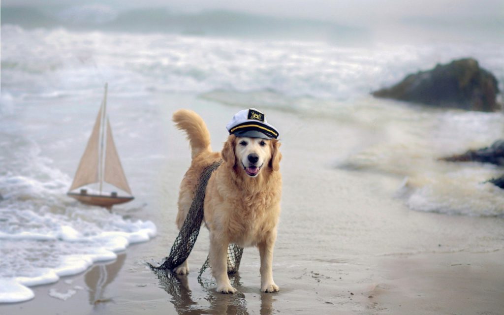 6984704-dog-sea-ship-beach