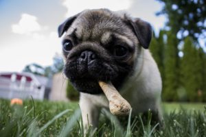 A small pug dog eating chewing on a bone in the grass.