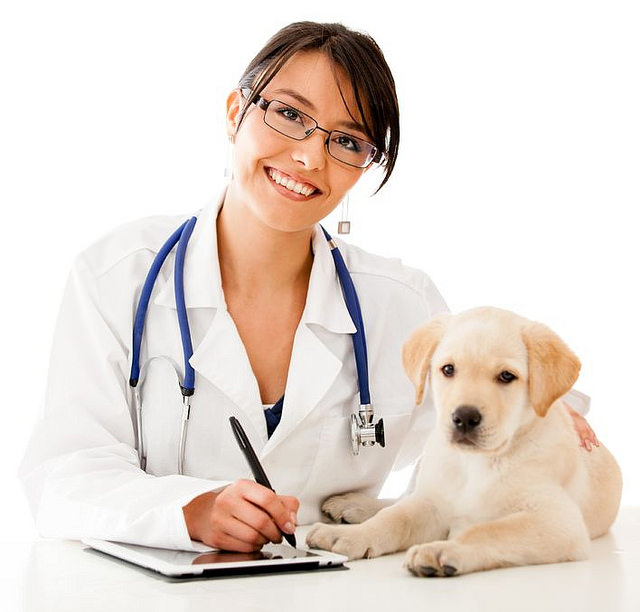 A golden retriever puppy sitting next to a vet doctor with a stethoscope.