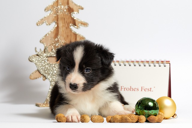 A black and white puppy sits in front of dog snacks, a christmas ornament, with a cut out Christmas tree behind.