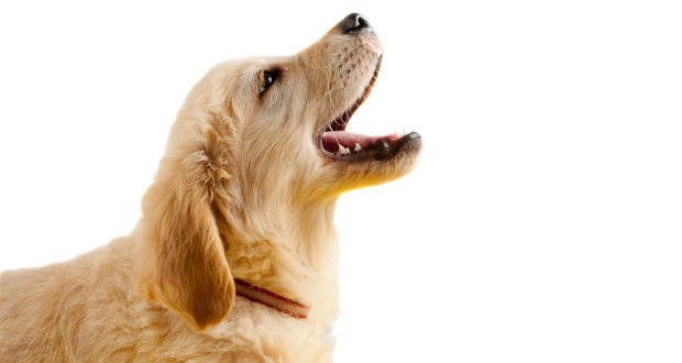 Golden-retriever-puppy-barking-final