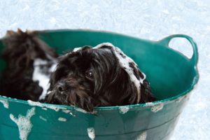 A black dog is covered in soap in water as he sits in a blue bucket.