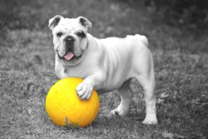 A black and white pug dog plays with a bright yellow ball.