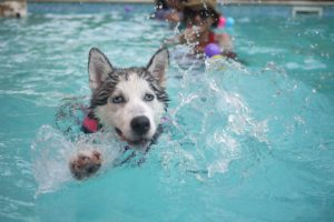 A Siberian Husky swims and splashes in a pool.