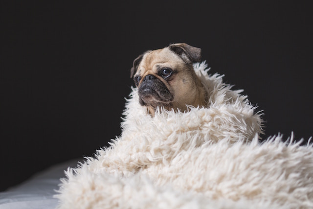 Puff Jacket or Fur Coat? Keeping your Dog Warm During the Winter